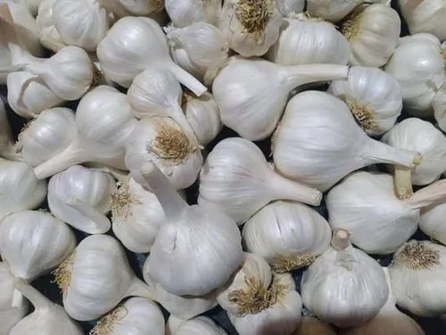 Fresh Garlic
