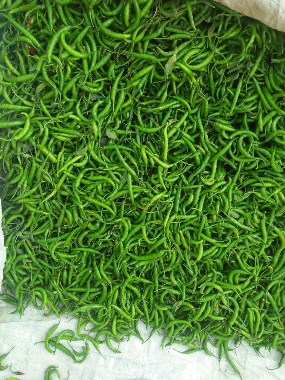 Green Chilli