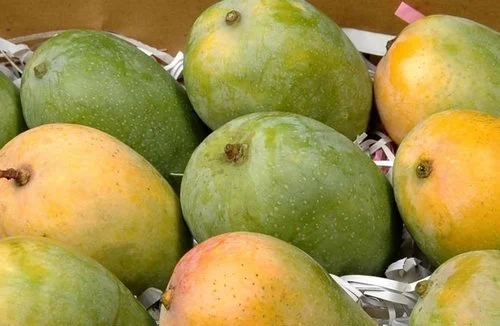 Semi Ripe Kesar Mango