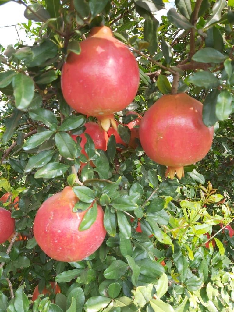 Pomegranate