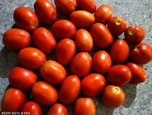 Tomato